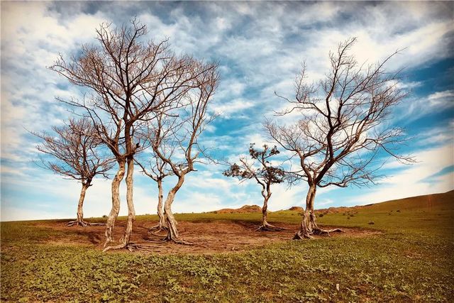 乾港集團(tuán)高層草原自駕游 乾港集團(tuán)高層草原自駕游